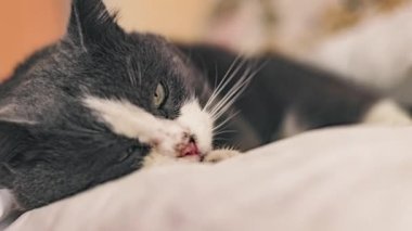 Close-up of a Domestic Cat at Home