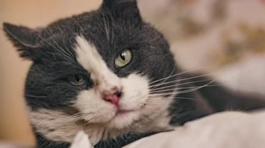 Close-up of a Domestic Cat at Home