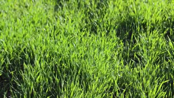 Sunny Grass Texture Lawn — Stockvideo