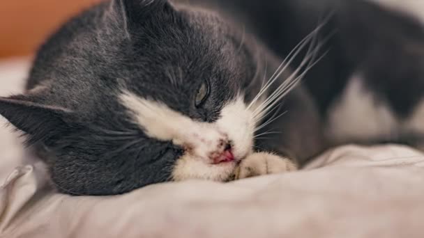 Close Domestic Cat Home — Stok Video