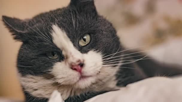 Close Domestic Cat Home — стоковое видео