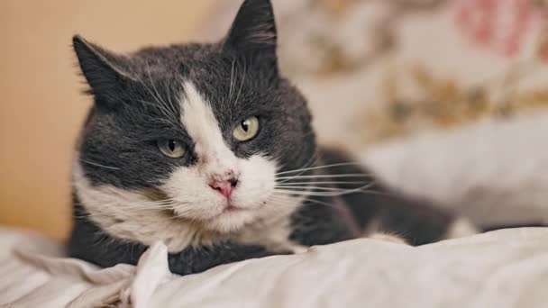 Close Domestic Cat Home — Stok Video