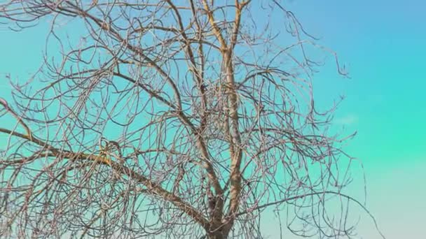 Bare Branches Tree Winter Serene Natural Landscape — Stockvideo