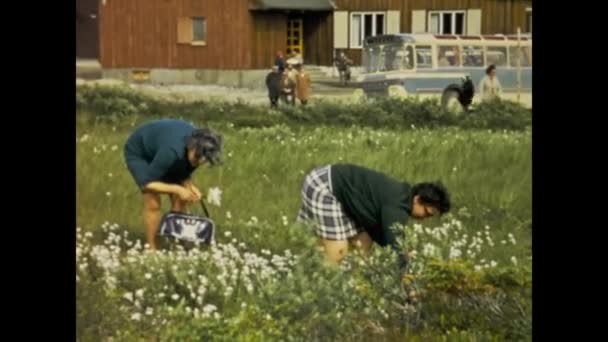 Copenhagen Denmark May 1968 Historic Video Capturing Women Picking Flowers — Stockvideo