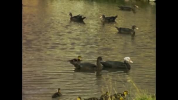 Copenhagen Denmark May 1968 Historic Footage Showing Pond Ducks Other — Stockvideo