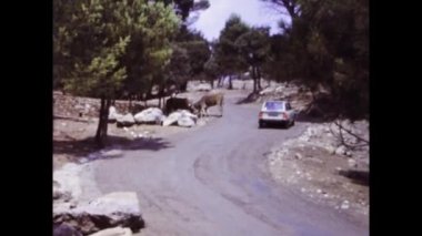 Viserba, Italy june 1975: A historic footage showing people visiting the zoo and interacting with animals in the 70s