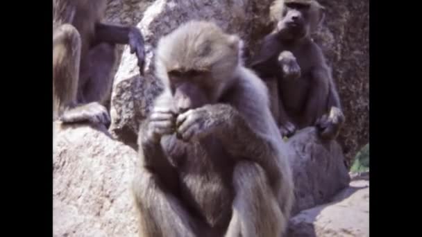 意大利维塞巴 1975年6月 观看70年代野生猴子在其自然栖息地漫步的镜头 — 图库视频影像