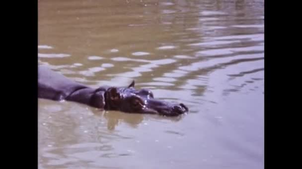 Viserba Italy June 1975 Historic Footage Hippopotamus Swimming Its Natural — Video