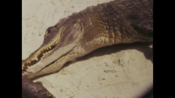Miami United States June 1979 Historical Video Showcasing Alligator Resting — Stockvideo