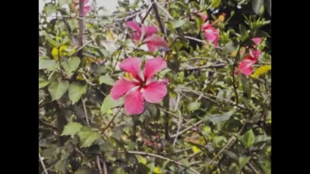 Miami United States June 1979 Historical Video Showcasing Cypress Gardens — Stok video