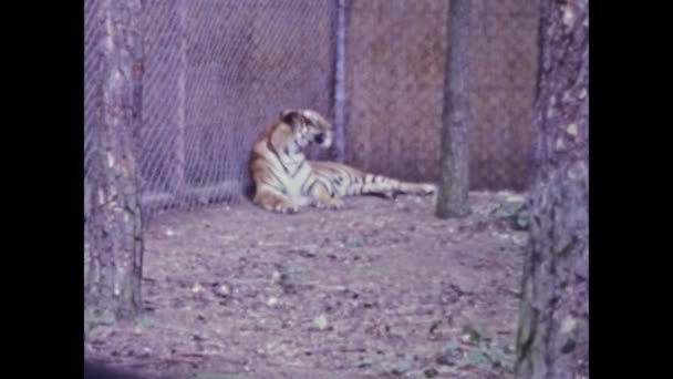 Berlin Deutschland Mai 1975 Ein Historisches Video Das Einen Tiger — Stockvideo