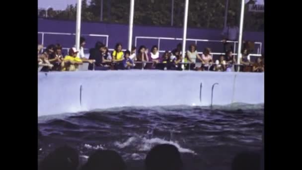 Miami Usa June 1980 Dolphinarium Miami Seaquarium Show Miami Digitized — Vídeos de Stock