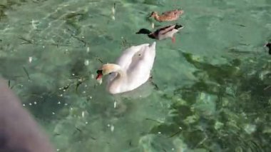 Bir martı ve bir kuğu, Garda Gölü 'nün el değmemiş sularında huzur içinde yüzüyor, göz kamaştırıcı dağ manzarasıyla çevrili..