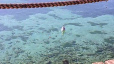 A beautiful seagull swimming gracefully in the pristine waters of Lake Garda, the largest lake in Italy, surrounded by breathtaking scenery