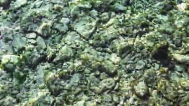 Footage of underwater stones texture in a lake