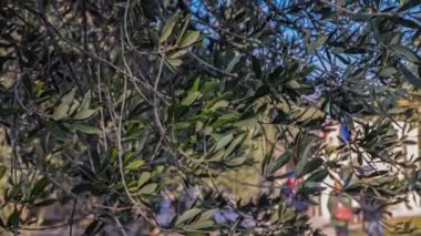 Bir zeytin dalının karmaşık detaylarının yakın çekim görüntüleri ve yapraklar