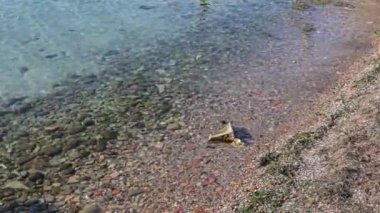 Serene footage of the crystal clear water on the shoreline of Lake Garda