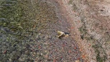 Serene footage of the crystal clear water on the shoreline of Lake Garda