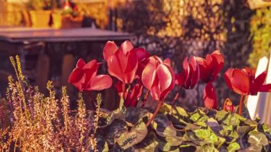 A close-up view of beautiful red flowers in an ornamental vase with a stunning sunset in the background.