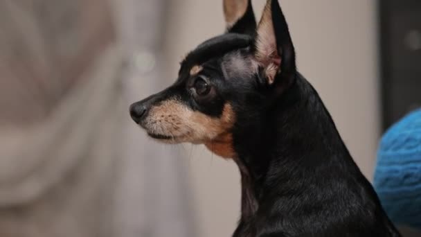 Video Clip Features Adorable Miniature Pinscher Dog Domestic Setting Playful — Stock videók