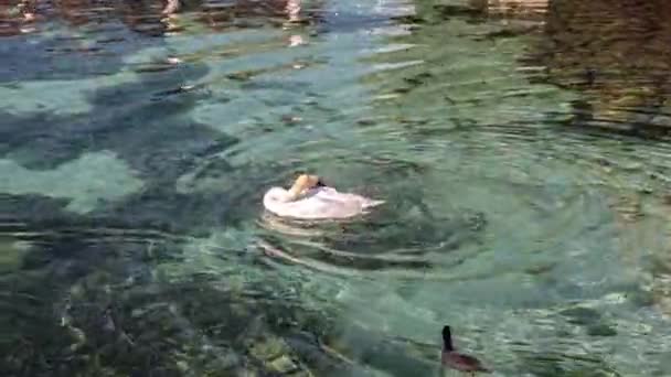 Чайка Лебедь Мирно Плавают Нетронутых Водах Озера Гарда Окруженные Потрясающими — стоковое видео