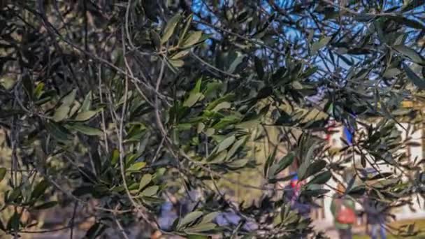 Close Footage Intricate Details Olive Tree Branch Leaves — Vídeo de Stock