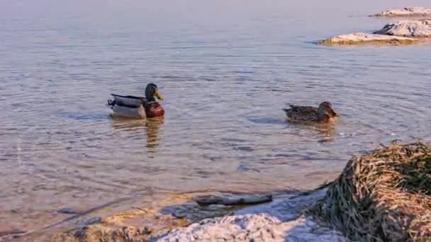 Serene Footage Ducks Swimming Crystal Clear Water Lake — Stockvideo