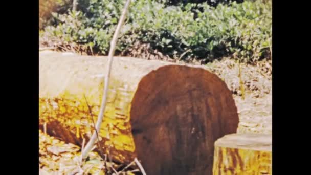 Kinszasa Kongo Czerwiec 1975 Świadkowie Tradycyjnych Praktyk Wycinania Drzew Przez — Wideo stockowe