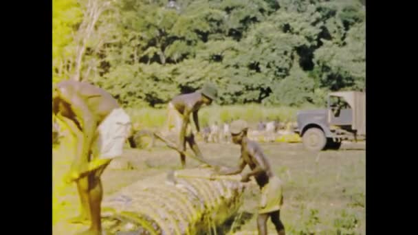Kinszasa Kongo Czerwiec 1975 Świadkowie Tradycyjnych Praktyk Wycinania Drzew Przez — Wideo stockowe