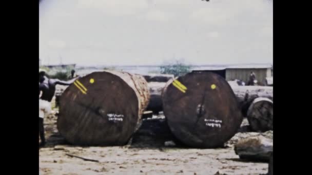 킨샤사 1975 우림에서 무거운 목재를 운반하고 운반하는 과정을 — 비디오