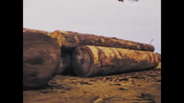 Kinshasa Kongó 1975 Június Tanúi Lehetünk Kongói Esőerdőben Nehéz Rönkök — Stock videók