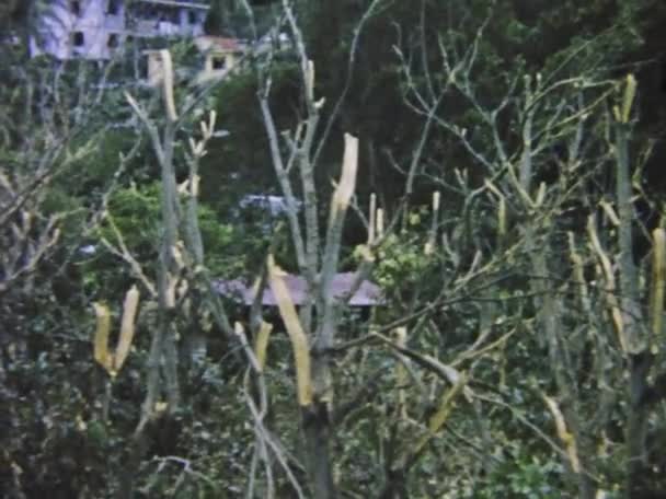 Sainte Anne Guadeloupe Juni 1975 Dramatische Aufnahmen Eines Verwüsteten Guadeloupe — Stockvideo