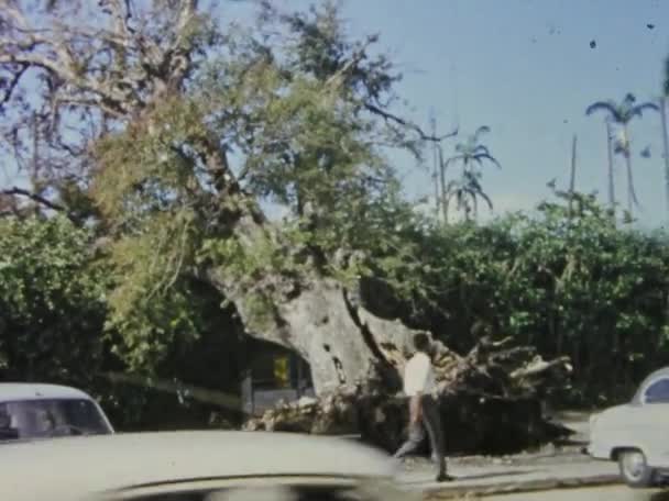 Sainte Anne Guadeloupe Juni 1975 Dramatische Beelden Van Een Verwoeste — Stockvideo