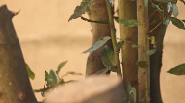 Bu video dalda aromatik ve güzel defne yapraklarını gösteriyor. Parlak yeşil yaprakları ve mis kokulu kokusuyla, yemek pişirmek, bitkisel ilaçlar ve doğa temalı projeler için mükemmel.