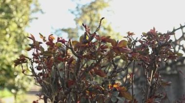 Bu nefes kesen video baharda çiçek açan güllerin üzerindeki yeni yaprakların güzelliğini yansıtıyor. Değişen mevsimlerin doğal güzelliğini ve ihtişamını gözler önüne seriyor..