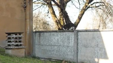 Bir duvarda zarifçe yürürken yeni yükseklikleri keşfeden bu sevimli kedi videosunu izleyin..