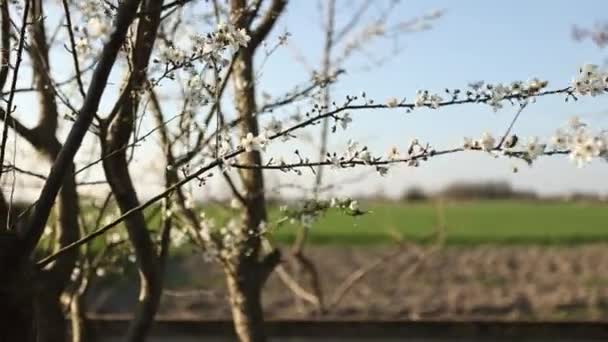 Aanschouw Schoonheid Van Lente Als Perzikbloemen Tot Leven Komen Deze — Stockvideo