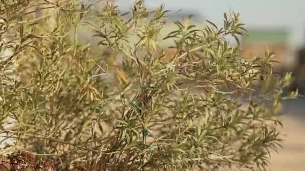 Deze Video Bevat Het Weelderige Gebladerte Delicate Takken Van Oleanderplant — Stockvideo