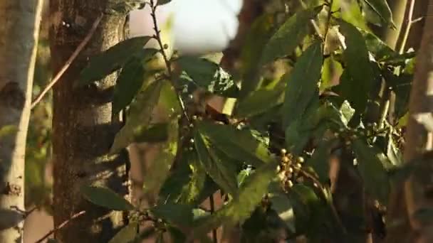 Videó Bemutatja Aromás Gyönyörű Babérlevél Ágon Fényes Zöld Lombozatával Illatos — Stock videók
