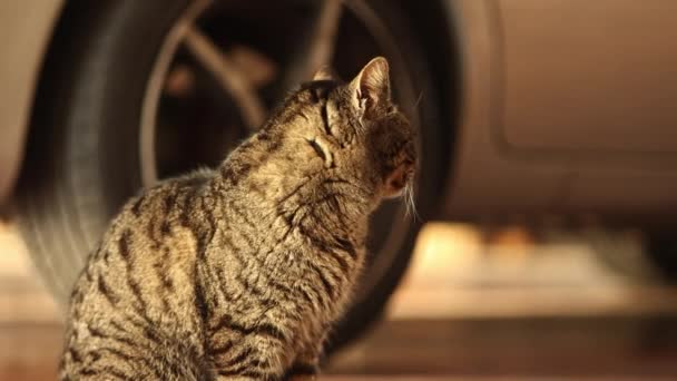 ガレージに座って 周りを見て その尾で遊んでいる国内猫の愛らしい映像 ペット関連事業に最適 — ストック動画