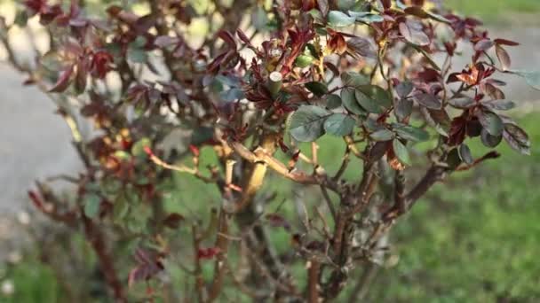 Acest Videoclip Uluitor Surprinde Frumusețea Frunzelor Noi Trandafiri Înfloritori Primăvară — Videoclip de stoc