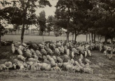 Roma, İtalya 1951 'de yemyeşil bir alanda otlayan domuzların yer aldığı güzel bir pastoral manzara.