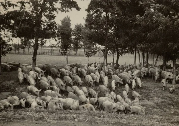 1951年 昭和26年 5月イタリア ローマ緑豊かな畑で豚を放牧する美しい田園風景 — ストック写真