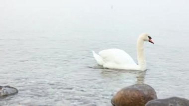 Huzurlu ve görkemli beyaz bir kuğu huzur dolu sisli bir gölde zarifçe yüzüyor. Huzurlu ve rüya gibi bir atmosferle çevrili.