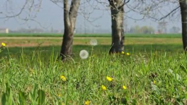 Güneşli bir bahar gününde, verimsiz bir çimen taracum çiçeğinin (taraxacum officinale) tam ortasında..