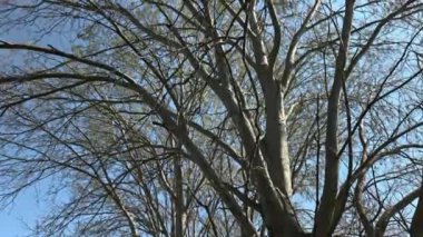 Güneş ışınlarına karşı siluetlenmiş çıplak dalların çarpıcı görüntüsü. Doğa ve soyut temalar için mükemmel.