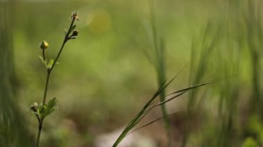 Bahar çimlerinde açan küçük sarı çiçeklerin yakın plan görüntüsü. Doğa, bahar ve bahçe temaları için mükemmel..