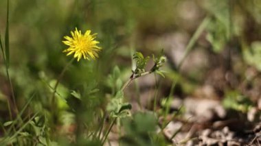 Bahar mevsiminde çiçek açan karahindibalarla dolu canlı bir çayır..