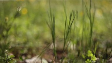 Bahar çimlerinde açan küçük sarı çiçeklerin yakın plan görüntüsü. Doğa, bahar ve bahçe temaları için mükemmel..