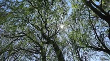 Bahar mevsiminde ağlayan söğütlerin huzurlu güzelliğinin tadını çıkar..